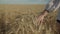 Female hand running over ripe spikes of wheat