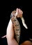 Female hand with snake, part woman body close up. Woman holds Boa constrictor snake in hand. Exotic tropical cold blooded reptile.