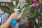 A female hand spraying water on indoor house plant. A woman cares for her flowers in domestic room
