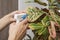 A female hand spraying water on indoor house plant. A woman cares for her flowers in domestic room
