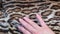 Female hand strokes a beautiful leopard fur, luxurious abstract natural animation, close up slow motion.