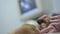 Female hand strokes a dog lying on the table in a veterinary clinic. Close up.