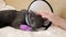 Female hand strokes a sleeping gray cat. Pet with a veterinary collar and bandaged paw
