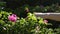 female hand stroking pink flowers rose hips on a green bush