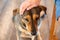 Female hand stroking tame domestic brown dog head