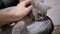 Female Hand Stroking a Tired, Sleepy Gray Domestic Cat Resting on an Armchair