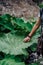 Female hand stroking touching huge lotus leaf