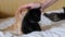 Female Hand Stroking Two Little Fluffy Kittens Playing on the Old Bed. Close up