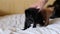 Female Hand Stroking Two Little Fluffy Kittens Playing on the Old Bed. Close up