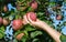 Female hand take fresh ripe Red Fuji apples from an apple tree