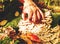 Female hand takes white mushrooms  from tree stump