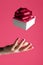 Female hand throwing or catching white present box with bow on Color of the Year 2023 Viva Magenta background