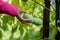 Female hand about to pick a ripe asimina fruit