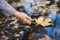 Female hand touches a fallen leaf in a puddle