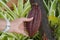 Female hand touches a large cocoa bean growing on a tree