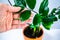 Female hand touches leaves of zamioculcas home plant with several young shoots close up in an orange flowerpot