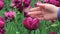 Female hand touches a purple tulip close-up.