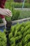 Female hand touches the tops of coniferous seedlings in motion, close-up. Cultivation beautiful thuja on ground. The