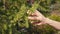 Female hand touches young soft foliage needles on European larch branch.