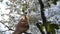 Female hand touching and gently stroking white flowers on branch blossoming tree. Unrecognizable girl enjoying beautiful