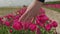 female hand touching pink tulips heads in blooming flower tulips field farming