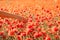 Female hand touching red poppies in field.