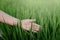 Female Hand is Touching Rice Leaves in Agriculture Farm, Close-Up of Woman Hand Touched Fresh Rice Leaf in The Rice Field. Farmer