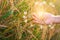 Female hand touching rice in a paddy rice field and smart farming icons technology