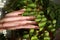 Female hand is touching the sunlit leaves of houseplant a Cissus Rhombifolia with drops of water