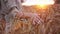 Female hand touching wheat. Agriculture harvest grove. Close Up of farmers hand over wheat growing in summer day