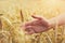 Female hand touching wheat ears close up, sunrise scene, freedom, healthy lifestyle, organic farming, harvest time