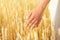 Female hand touching wheat ears close up, sunrise scene, healthy lifestyle, organic farming, harvest time, enjoying nature