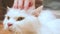 Female hand touching white Persian cat. stroking cat head gently. concept of pet.