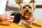 Female hand trimming dogs hair.