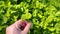 Female hand turns a leaf of clover.