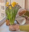 Female hand watering daffodils in a pot