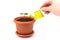 Female hand watering lemon tree sprout in pot with watering can. Watering young seedling at home. Gardening and ecology concept