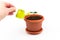 Female hand watering lemon tree sprout in pot with watering can. Watering young seedling at home. Gardening and ecology concept