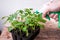 Female hand watering pepper seedlings on the table