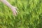 Female hand in a wheat field, young green wheat sprouts, happy farming, wheat growing industry