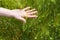 Female hand in a wheat field, young green wheat sprouts, happy farming, wheat growing industry