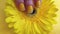 Female hand yellow manicure gerbera flower