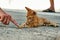 A female hand and a young, tiny, red cat on the island of Crete