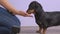 Female handler encourages obedient dachshund dog after training. Woman feeds pet with dry food from her hand, close up