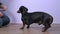 Female handler teaches funny restless dachshund dog to perform tricks - to give paws in turn and spin on the spot like a