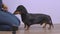 Female handler teaches obedient dachshund new command using clicker and treats as form of positive reinforcement dog