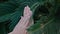 Female hands with beautiful natural pink elegant manicure. Green palm.