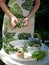 Female hands bind the fresh herbs into bouquets for drying.