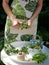 Female hands bind the fresh herbs into bouquets for drying.