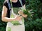 Female hands bind the fresh herbs into bouquets for drying.